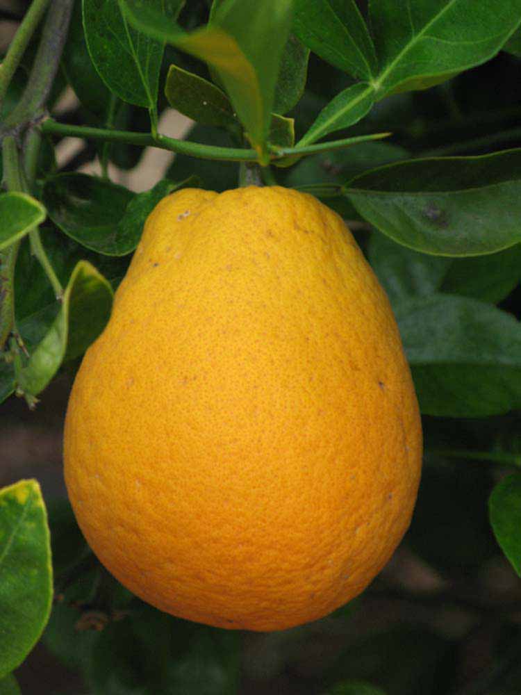            Fruit (Riverside, CA)   